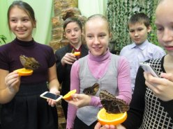 Мир бабочек